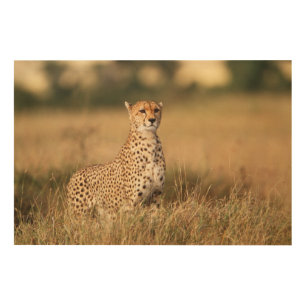 Cheetah on small mound for better visibility wood wall decor