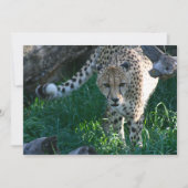 Cheetah on the hunt (Front)