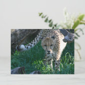 Cheetah on the hunt (Standing Front)