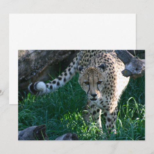 Cheetah on the hunt (Front/Back)