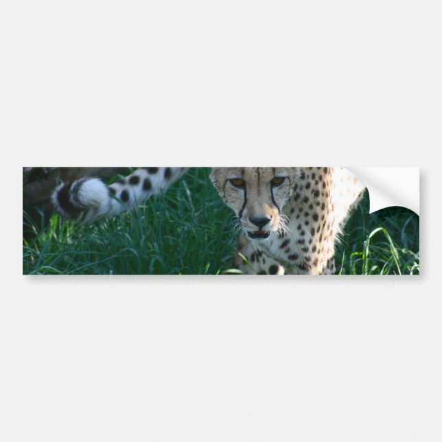 Cheetah on the hunt bumper sticker (Front)
