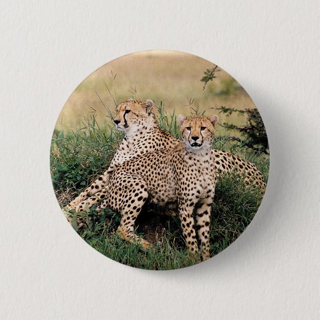 Cheetah Pair Pinback Button (Front)