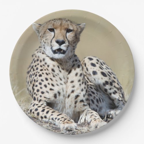 Cheetah Paper Plates