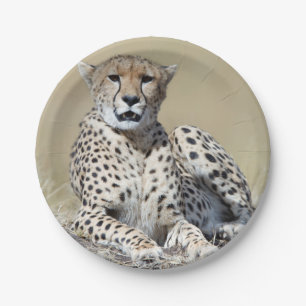 Cheetah Paper Plates