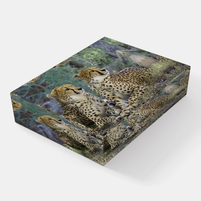 Cheetah Paperweight (Angled)