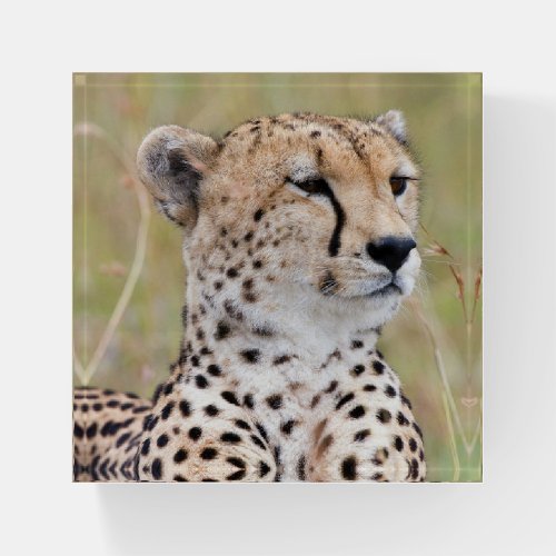 Cheetah Paperweight