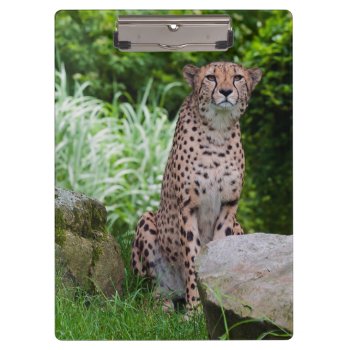 Cheetah Photo Clipboard by LittleThingsDesigns at Zazzle