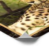 Cheetah Photo Image Print Poster (Corner)