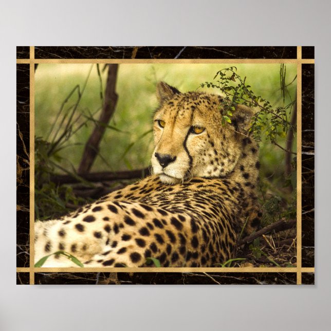 Cheetah Photo Image Print Poster (Front)