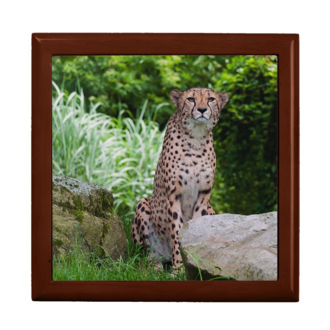Cheetah Photo Jewelry Box (Front)