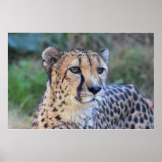 Cheetah Photo Poster