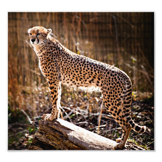 Cheetah Photo Print (Front)