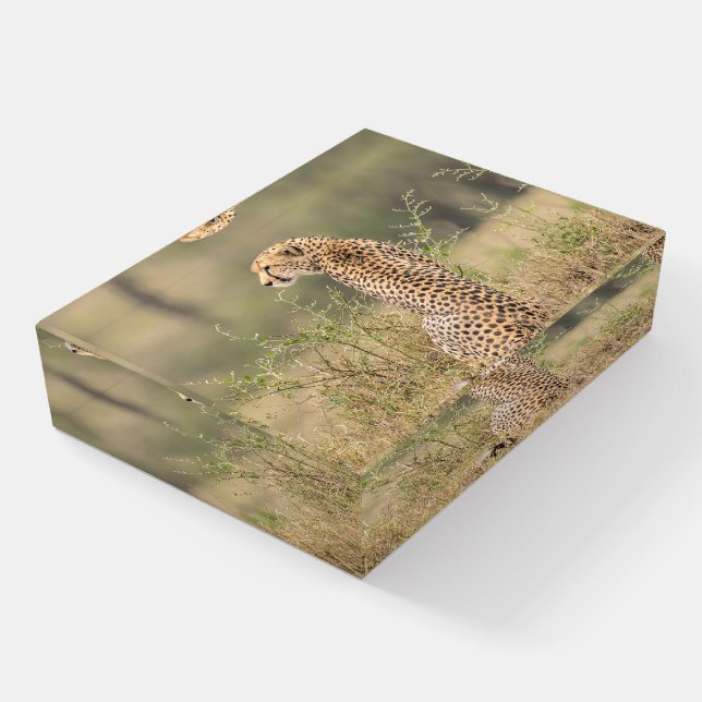 Cheetah Photo Taken In The Wild  Paperweight (Angled)