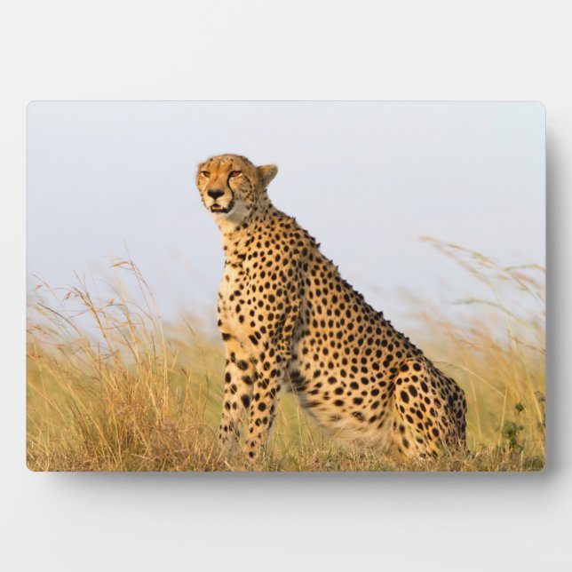 Cheetah Plaque (Front)