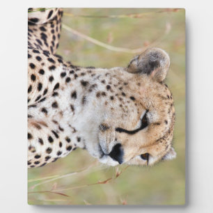 Cheetah Plaque