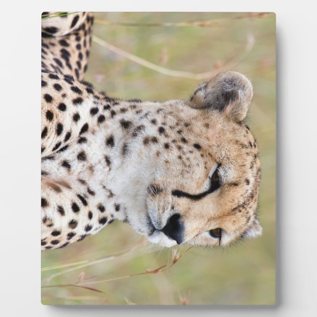 Cheetah Plaque (Front)