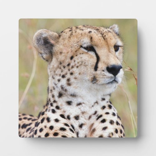 Cheetah Plaque
