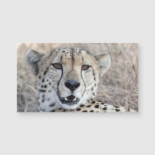 Cheetah Portrait (Front)