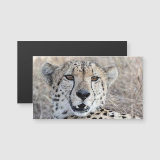 Cheetah Portrait (Front/Back)