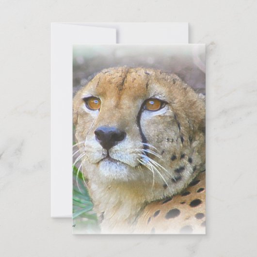 Cheetah portrait (Front)
