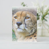 Cheetah portrait (Standing Front)