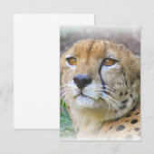 Cheetah portrait (Front/Back)