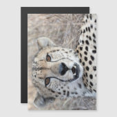 Cheetah Portrait (Front/Back)