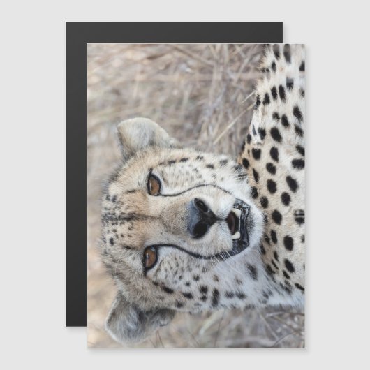 Cheetah Portrait (Front/Back)