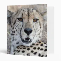 https://rlv.zcache.com/cheetah_portrait_3_ring_binder-r1d25e84ec9894719b61255fc2eafbd9c_xz8m1_8byvr_200.webp