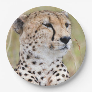 Cheetah portrait Big Cat photo Paper Plates