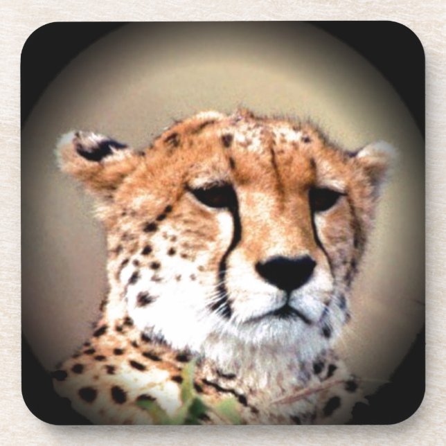 Cheetah Portrait by Full Moon: Nature's Grace Beverage Coaster (Front)