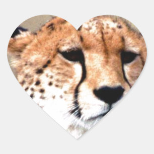 Cheetah Portrait by Full Moon: Nature's Grace Heart Sticker