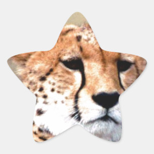 Cheetah Portrait by Full Moon: Nature's Grace Star Sticker