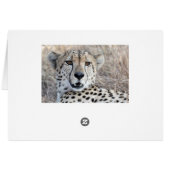 Cheetah Portrait Cards (Back Horizontal)