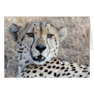 Cheetah Portrait Cards