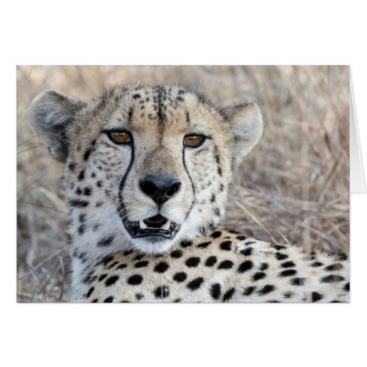 Cheetah Portrait Cards (Front Horizontal)