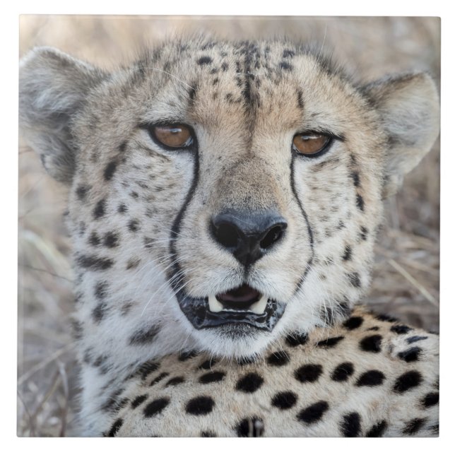 Cheetah Portrait Ceramic Tile (Front)
