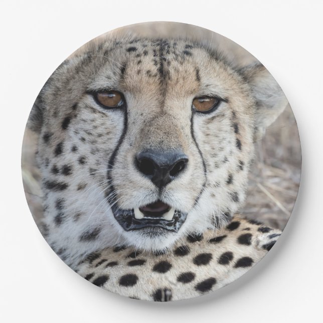 Cheetah Portrait Paper Plates (Front)