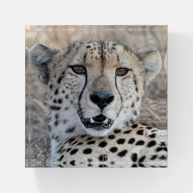 Cheetah Portrait Paperweight (Front)