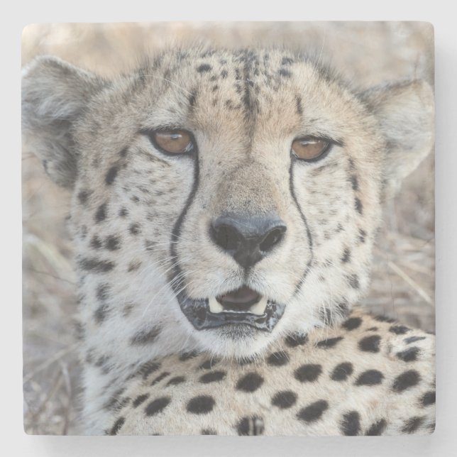 Cheetah Portrait Stone Coaster (Front)