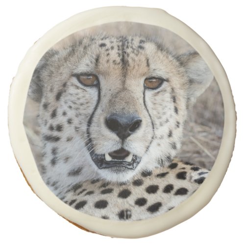 Cheetah Portrait Sugar Cookie