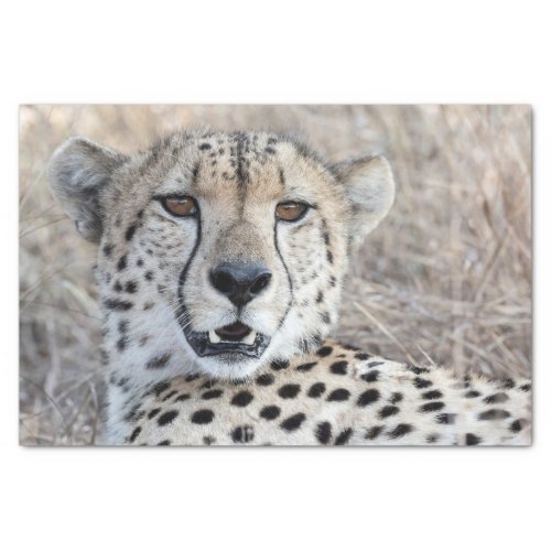 Cheetah Portrait Tissue Paper