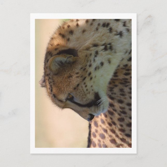 Cheetah Postcard (Front)