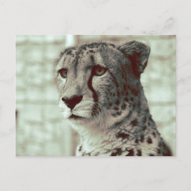 cheetah postcard (Front)