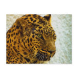 Cheetah Postcard