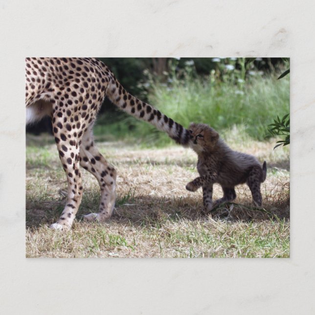 Cheetah Postcard (Front)