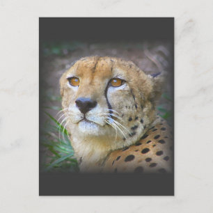 cheetah postcard