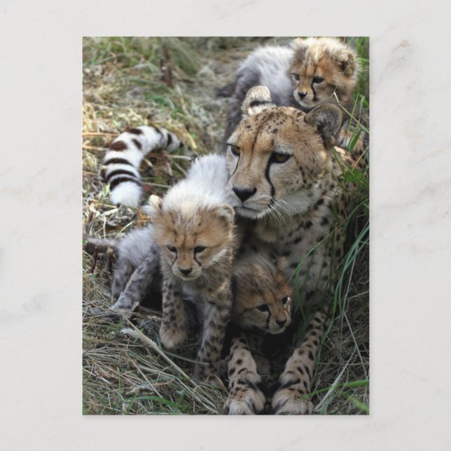 Cheetah Postcard (Front)