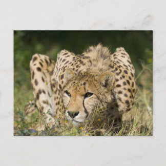Cheetah Postcard