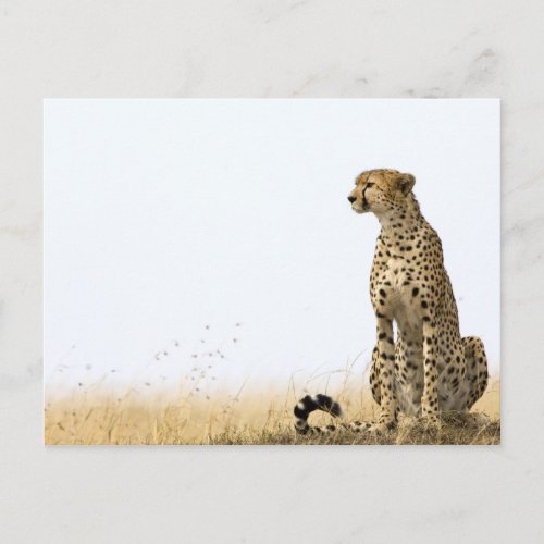 Cheetah Postcard